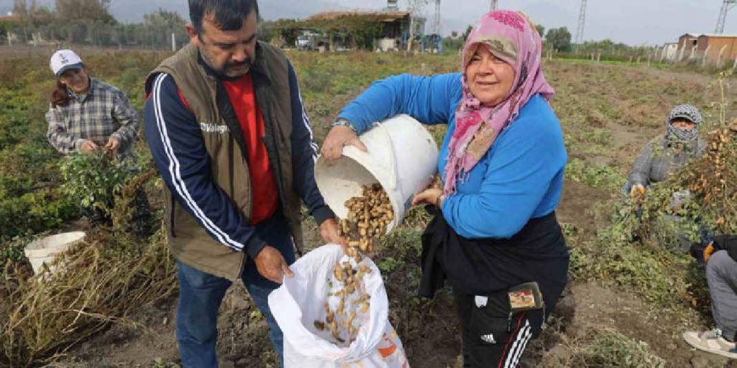 Kuraklık rekolteyi yarı yarıya düşürdü! Hasat yine de umutla başladı: Tarlada 60, markette 120 TL’ye satılıyor 1